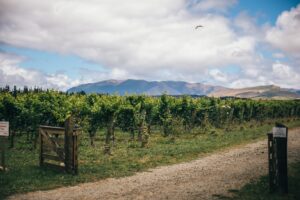 Read more about the article A summer’s day amongst the vineyards of North Canterbury